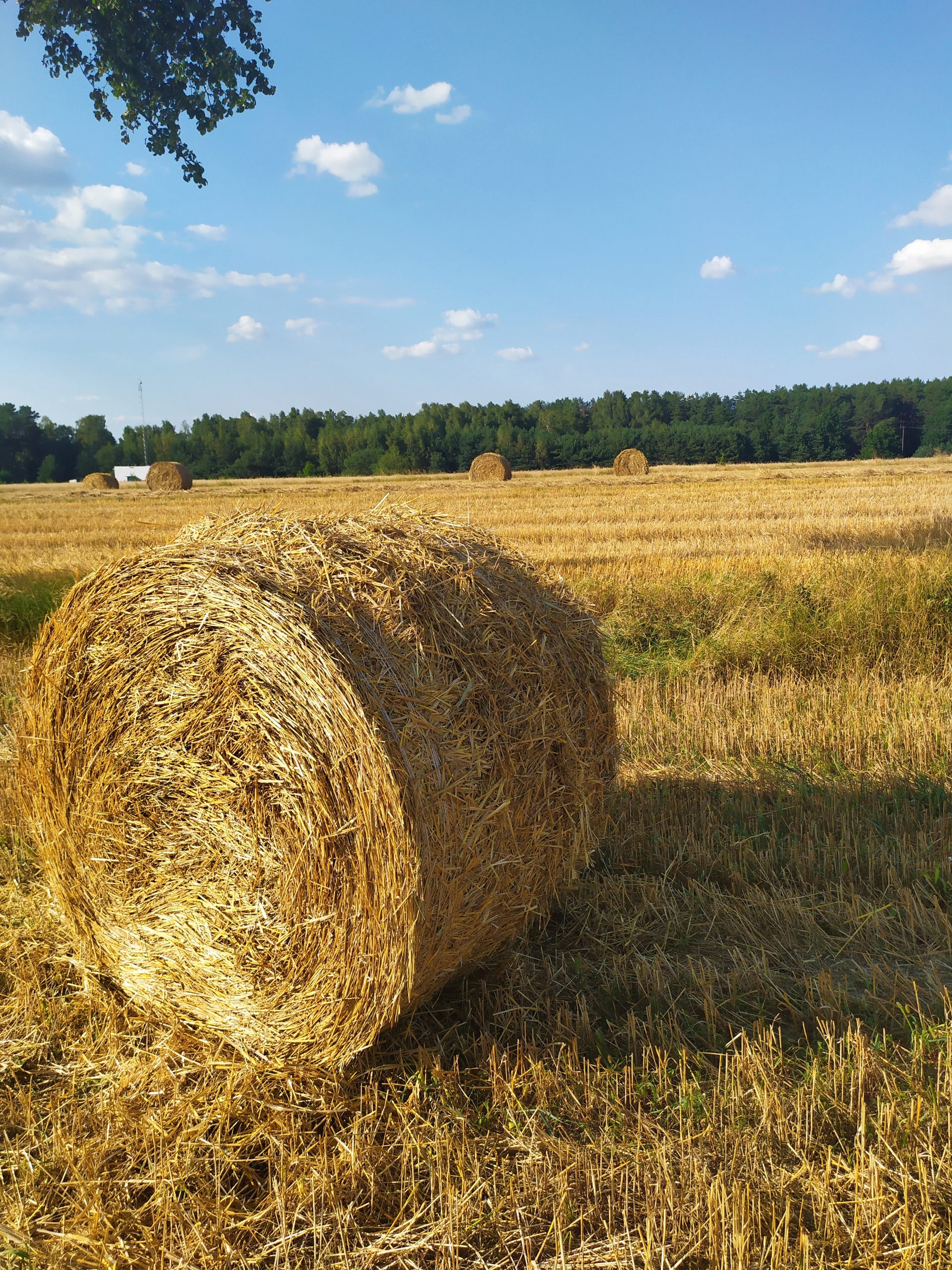 Pole z balotem słomy